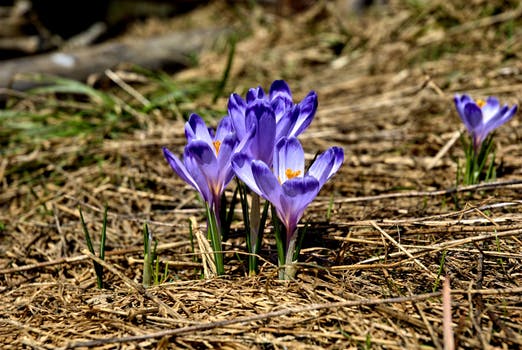 image of new purple flowers