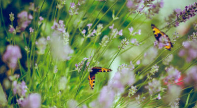 butterflies landing on flowers