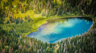 pine trees and lake